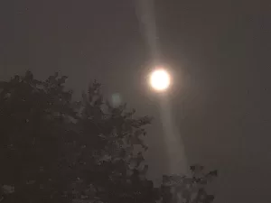 The moon above a tree at night