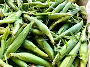 Fresh Corn in a bin at a farmers market